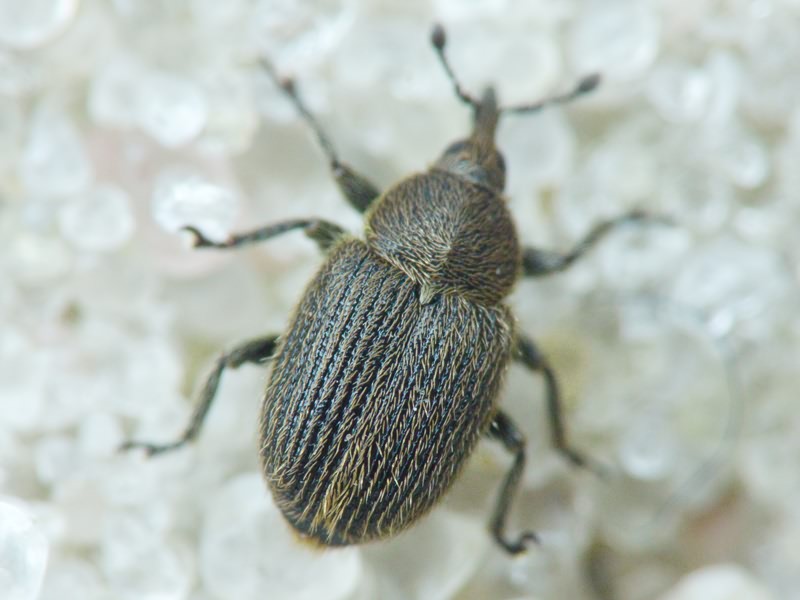 Curculionidae Latreille, 1802